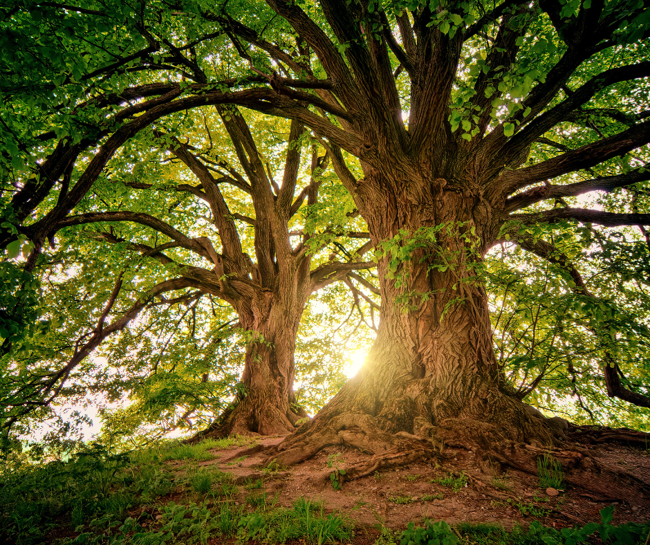 Home - Sherman Oaks Tree Service